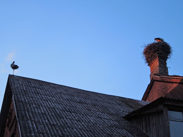 Лето в Литве.   Мой 