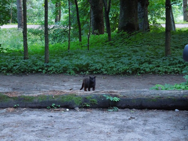 Лето в Литве.   Мой 