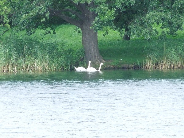 Лето в Литве.   Мой 