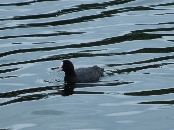 Лето в Литве.   Мой 