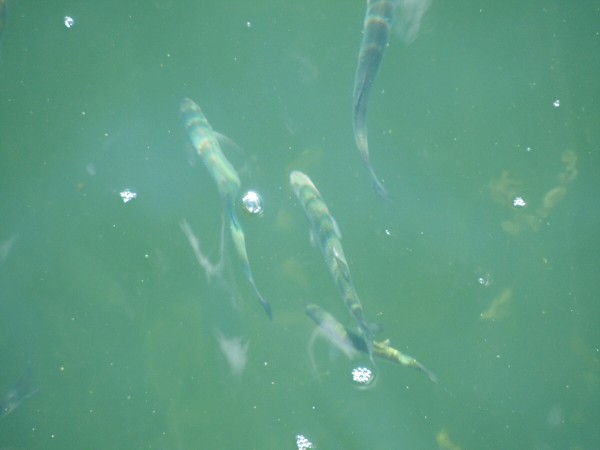 Лето в Литве.   Мой 