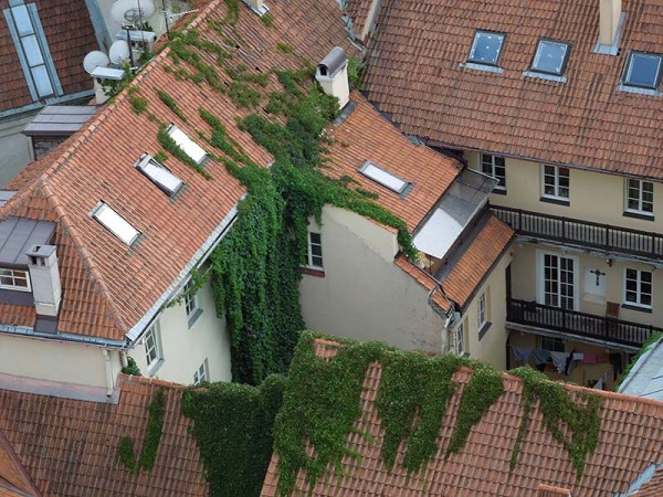 Лето в Литве.   Мой 