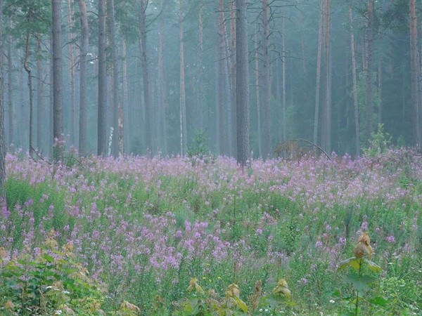 Лето в Литве.   Мой 