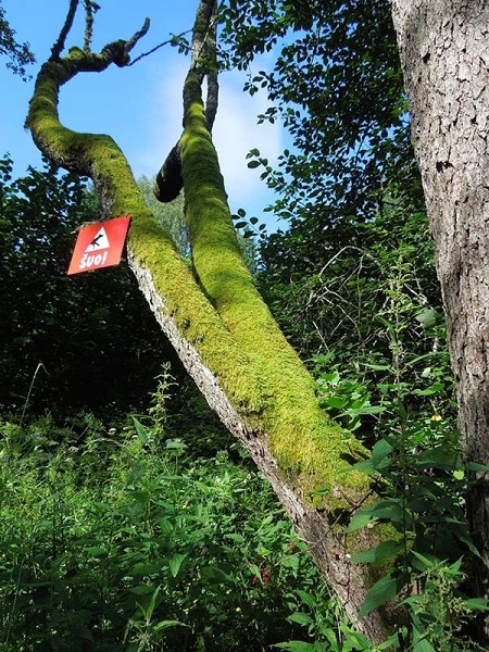 Лето в Литве.   Мой 