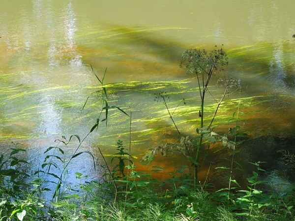 Лето в Литве.   Мой 