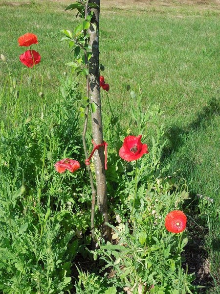 Лето в Литве.   Мой 