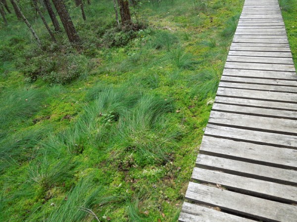 Лето в Литве.   Мой 