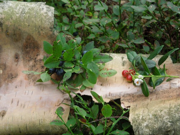 Лето в Литве.   Мой 