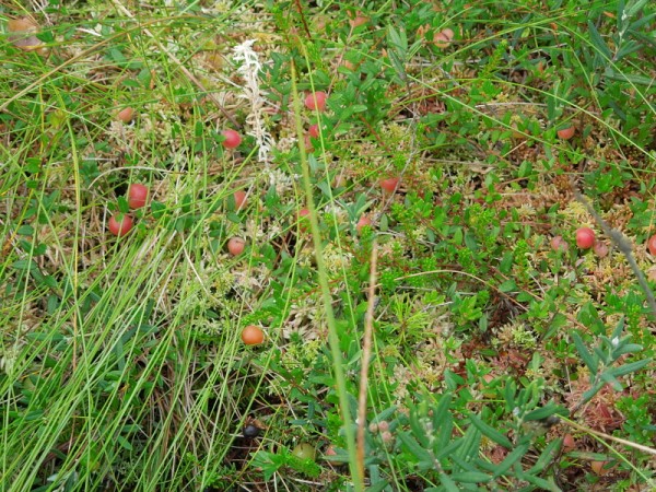 Лето в Литве.   Мой 