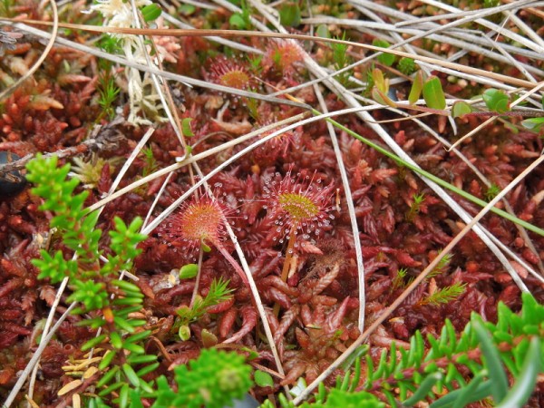 Лето в Литве.   Мой 