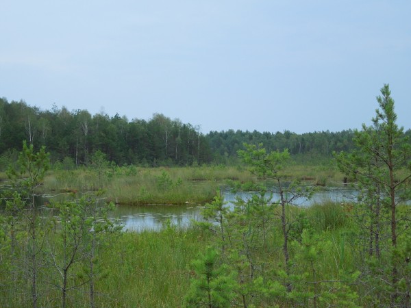 Лето в Литве.   Мой 