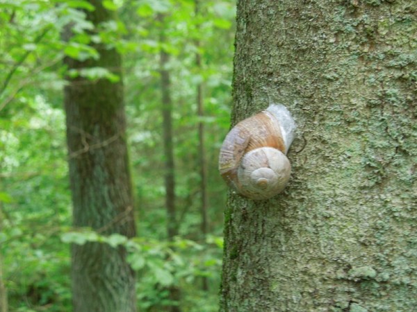 Лето в Литве.   Мой 