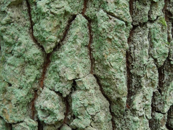 Лето в Литве.   Мой 