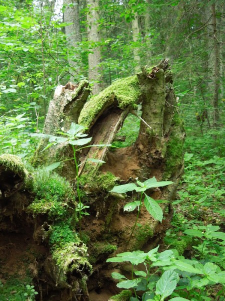 Лето в Литве.   Мой 