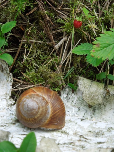 Лето в Литве.   Мой 